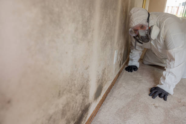 Best Real Estate Mold Inspection  in Brookside, NJ