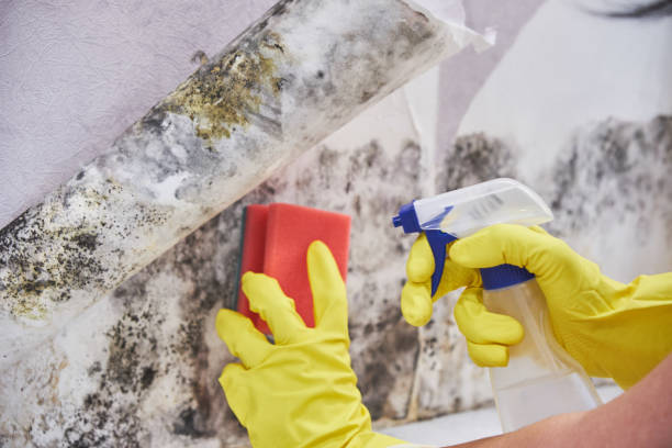 Best Mold Remediation for Healthcare Facilities  in Brookside, NJ