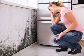 Best Mold Damage Restoration  in Brookside, NJ